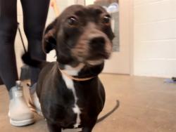 Shelter Stray Female Dog last seen ASHLEY RD/CHRISTY RD, MASCOTTE, 12280 County Rd 448, Tavares, FL 32778, USA