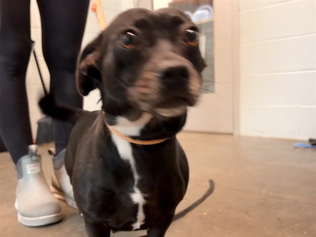 Shelter Stray Female Dog last seen ASHLEY RD/CHRISTY RD, MASCOTTE, 12280 County Rd 448, Tavares, FL 32778, USA