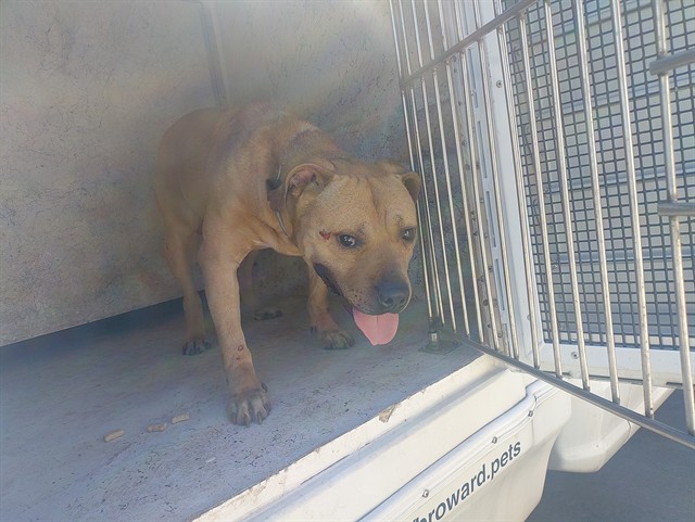 Shelter Stray Male Dog last seen Near BLOCK SW 1 TER, DEERFIELD BEACH FL 33441, 2400 SW 42nd St, Fort Lauderdale, FL 33312, USA