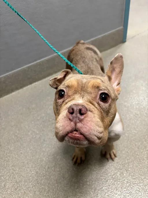 Shelter Stray Female Dog last seen Near BLOCK FARM RD, LAS VEGAS NV 89166, 655 N Mojave Rd, Las Vegas, NV 89101, USA