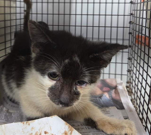 Shelter Stray Male Cat last seen Near BLOCK SEMINOLE WAY, DAVIE, FL 33314, 2400 SW 42nd St, Fort Lauderdale, FL 33312, USA