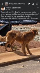 Found/Stray Unknown Dog last seen Briargate, Fountain Inn, SC 29644