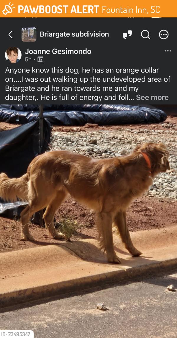Found/Stray Unknown Dog last seen Briargate, Fountain Inn, SC 29644