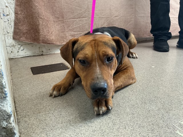 Shelter Stray Male Dog last seen PEPPER & HIGHLAND, 333 Chandler Pl, San Bernardino, CA 92408, USA