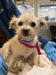 Shelter Stray Male Dog last seen Near BLOCK ST GEORGE PL, RIVERSIDE, CA, 6851 Van Buren Boulevard, Jurupa Valley, CA 92509, USA