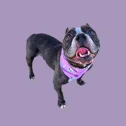 Shelter Stray Female Dog last seen Near BLOCK CYRIL CT, BAKERSFIELD CA 93313, 3951 Fruitvale Ave, Bakersfield, CA 93308, USA