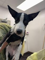 Shelter Stray Female Dog last seen , 4000 N Silverbell Rd, Tucson, AZ 85745, USA