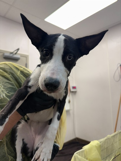 Shelter Stray Female Dog last seen , 4000 N Silverbell Rd, Tucson, AZ 85745, USA