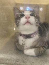 Shelter Stray Female Cat last seen Near BLOCK E SMITH ST, KENT WA 98030, 21615 64th Ave S, Kent, WA 98032, USA