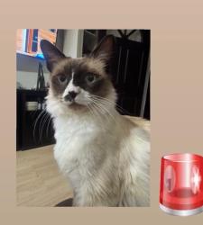 Reunited Male Cat last seen Foothill Blvd & Larch Ave, Rialto, CA 92376