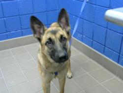 Shelter Stray Female Dog last seen SUPER 8 IN GALLUP, 8920 Lomas Blvd NE, Albuquerque, NM 87112, USA