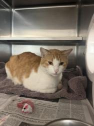 Shelter Stray Male Cat last seen , 14409 Vanowen St, Van Nuys, CA 91405, USA