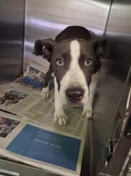 Shelter Stray Male Dog last seen , 1850 W 60th St, Los Angeles, CA 90047, USA