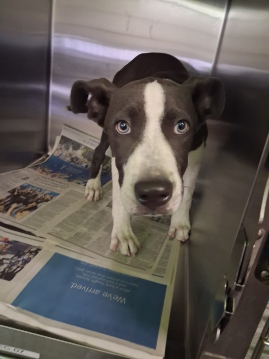 Shelter Stray Male Dog last seen , 1850 W 60th St, Los Angeles, CA 90047, USA