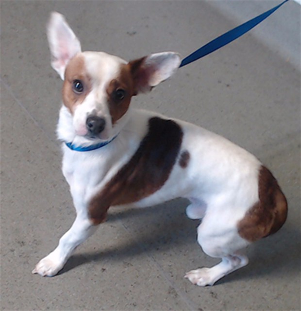 Shelter Stray Male Dog last seen WAYLARD ST / AMHERST ST, 1419 Bryant St, San Francisco, CA 94103, USA