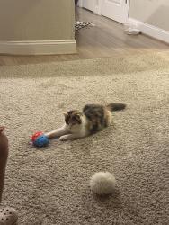 Found/Stray Female Cat last seen Sign pine, Chesapeake, VA 23322
