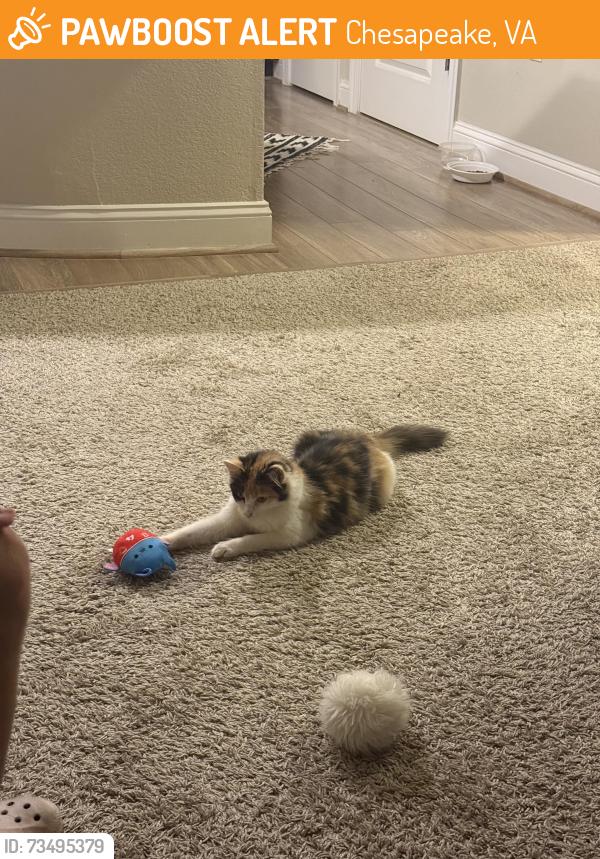 Found/Stray Female Cat last seen Sign pine, Chesapeake, VA 23322