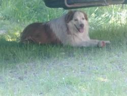 Lost Male Dog last seen Pine Lake and Peacock Hill, Olalla, WA 98359