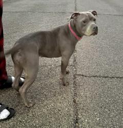 Found/Stray Female Dog last seen Daisy Lane by Huntington East Middle School, Huntington, WV 25705