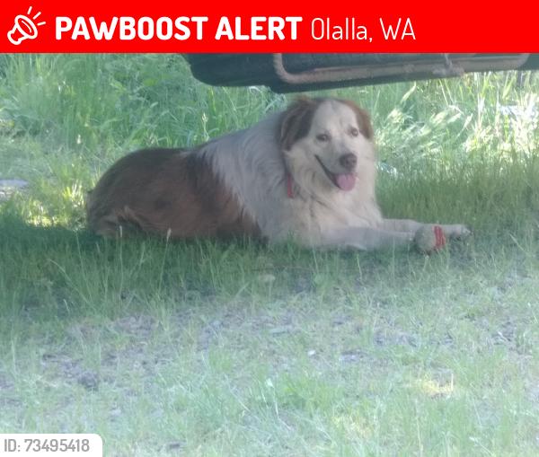 Lost Male Dog last seen Pine Lake and Peacock Hill, Olalla, WA 98359