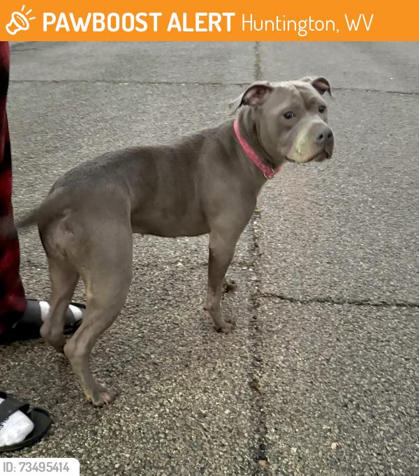 Found/Stray Female Dog last seen Daisy Lane by Huntington East Middle School, Huntington, WV 25705
