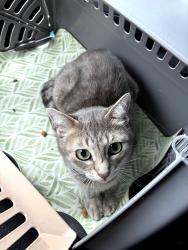 Found/Stray Unknown Cat last seen Olympic Parkway, Chula Vista, CA 91913
