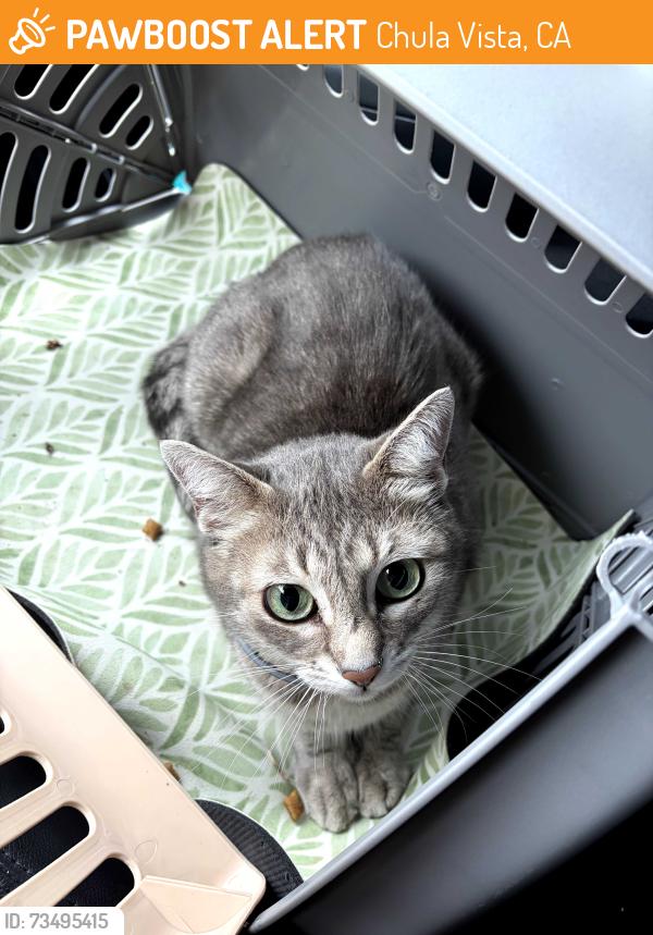 Found/Stray Unknown Cat last seen Olympic Parkway, Chula Vista, CA 91913