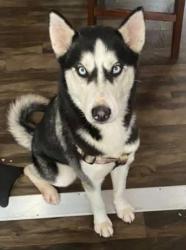 Reunited Male Dog last seen Near E. 83rd St. in Chicago's South Chicago, Chicago, IL 60633