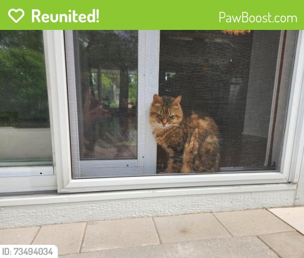 Reunited Female Cat last seen Town Club, Fox Point, WI 53217