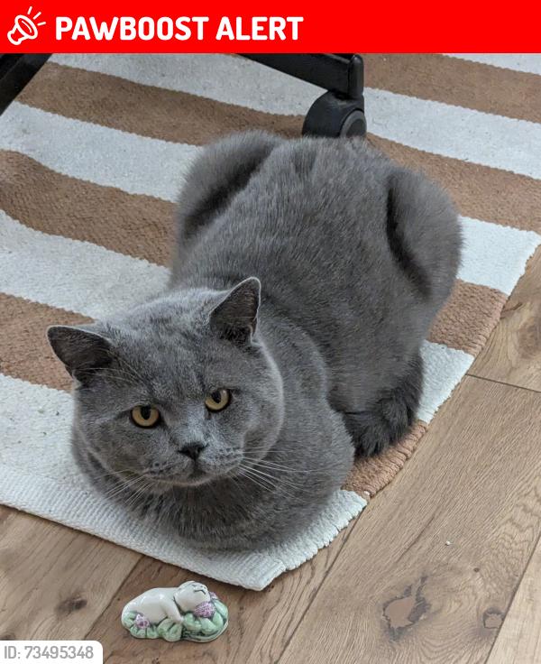 Lost Male Cat last seen Bloom Park Road, Greater London, England 