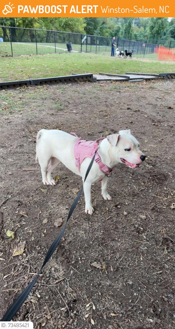 Found/Stray Female Dog last seen Dog park, Winston-Salem, NC 27127