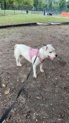 Found/Stray Female Dog last seen Dog park, Winston-Salem, NC 27127