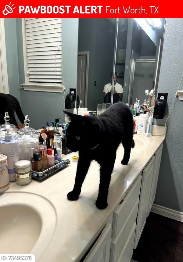 Lost Male Cat last seen Stetson Drive South and Eagle Trace, Fort Worth, TX 76244