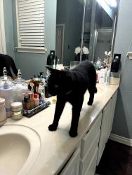 Lost Male Cat last seen Stetson Drive South and Eagle Trace, Fort Worth, TX 76244