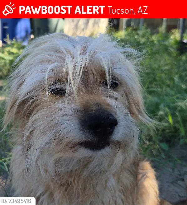 Lost Female Dog last seen silverlake, 29th., Tucson, AZ 85713