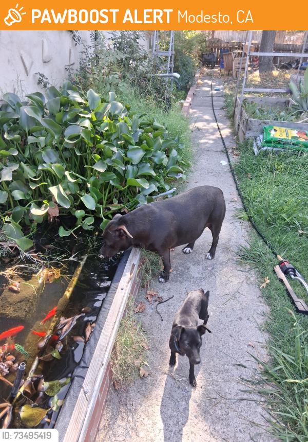 Found/Stray Unknown Dog last seen Roseburg, Modesto, CA 95350