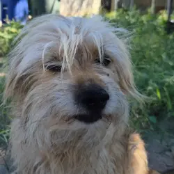 Lost Female Dog last seen silverlake, 29th., Tucson, AZ 85713
