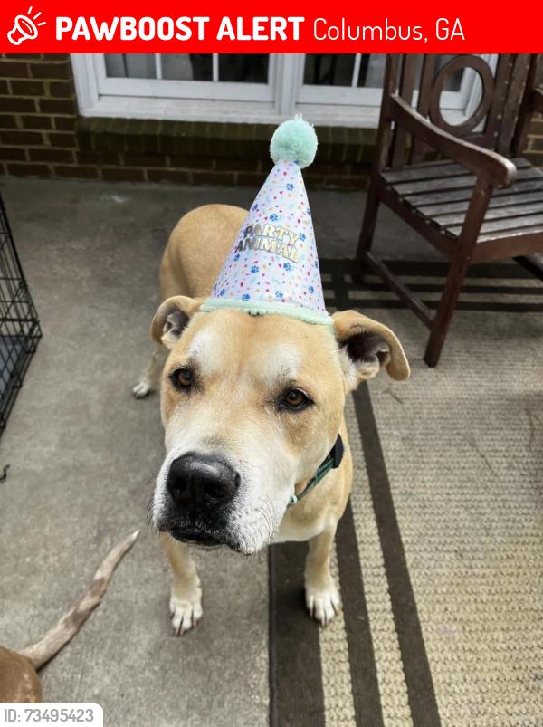 Lost Male Dog last seen Double Churches Rd, Columbus, GA 31904