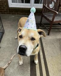 Lost Male Dog last seen Double Churches Rd, Columbus, GA 31904