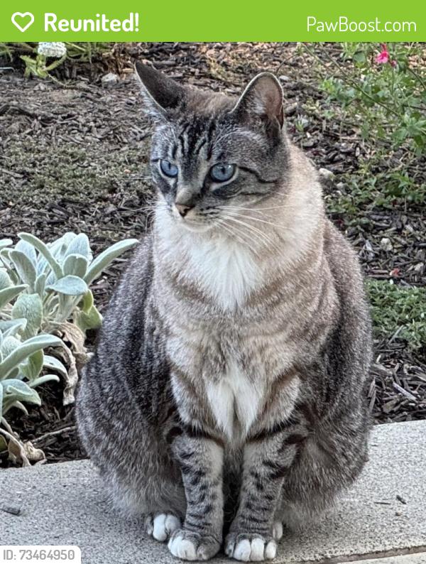 Reunited Female Cat last seen Near McCorkle, St. Helena, CA 94574