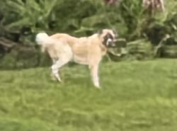 Found/Stray Unknown Dog last seen Savannah Springs Ln & Hawks Landing, Bithlo, FL 32820