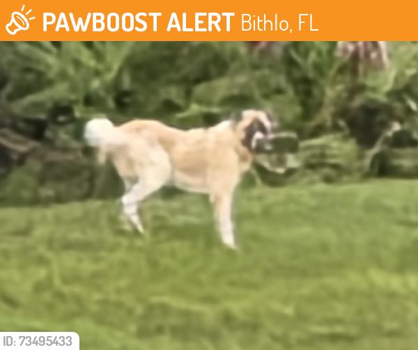 Found/Stray Unknown Dog last seen Savannah Springs Ln & Hawks Landing, Bithlo, FL 32820