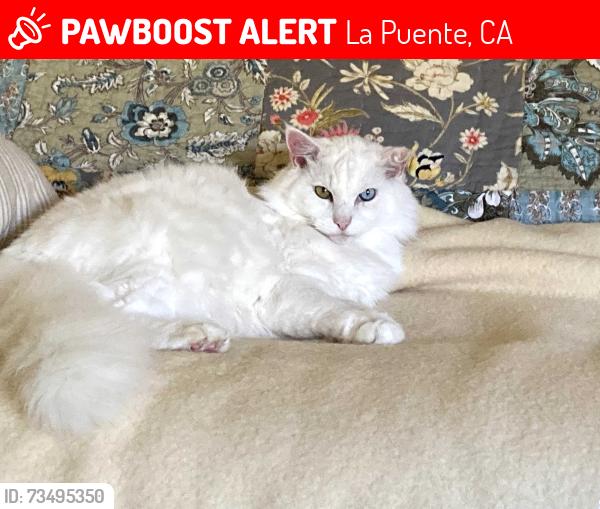 Lost Female Cat last seen Roundabout Dr / Banbridge Ave, La Puente, CA 91744