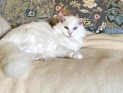 Lost Female Cat last seen Roundabout Dr / Banbridge Ave, La Puente, CA 91744