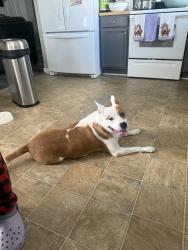 Found/Stray Male Dog last seen Planters views orchard grass ct, Charlotte, NC 28278