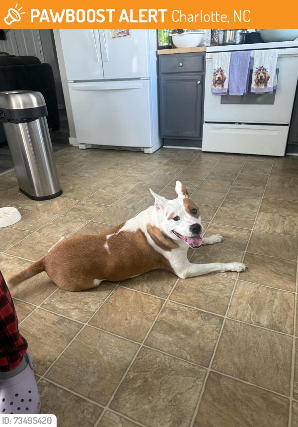 Found/Stray Male Dog last seen Planters views orchard grass ct, Charlotte, NC 28278