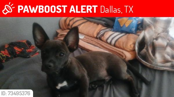 Lost Male Dog last seen Near HIGH MESA DR, Dallas, TX 75234