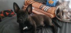 Lost Male Dog last seen Near HIGH MESA DR, Dallas, TX 75234
