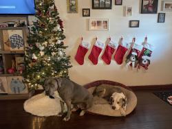 Lost Female Dog last seen Atrisco and bridge, Albuquerque, NM 87105