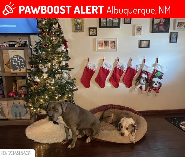 Lost Female Dog last seen Atrisco and bridge, Albuquerque, NM 87105